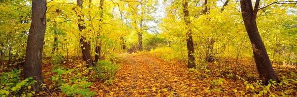 노란색 오렌지색 황금빛 낙엽수들 나뭇가지 사이로 햇살이 비치고 생태관광 — 스톡 사진