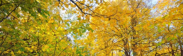 秋天的森林落叶乔木 有五彩缤纷的绿色 金色叶子 阳光穿过树枝 生态旅游 — 图库照片