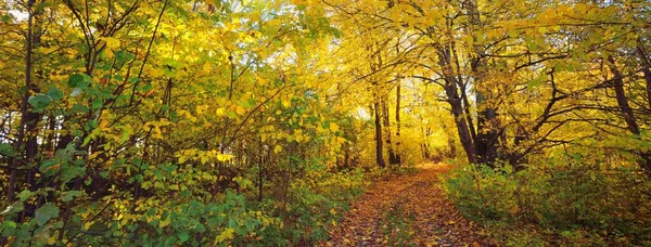 Autumn Forest Deciduous Trees Colorful Green Yellow Orange Golden Leaves — 스톡 사진