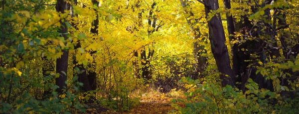 Autumn Forest Deciduous Trees Colorful Green Yellow Orange Golden Leaves — 스톡 사진