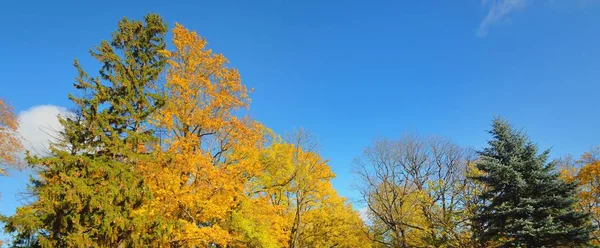 Deciduous Trees Colorful Green Yellow Orange Golden Leaves Sunbeams Branches — Fotografia de Stock