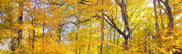 Renkli yeşil, sarı, turuncu, altın yapraklı yaprak döken ağaçlar. Dalların arasından güneş ışınları, yumuşak ışık. Doğal doku, grafik kaynaklar. Sonbahar, mevsimler, çevre