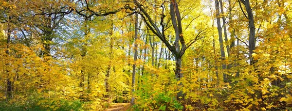 Deciduous Trees Colorful Green Yellow Orange Golden Leaves Sunbeams Branches — стоковое фото