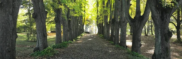 一条穿过茂密的绿树成荫的小路 阳光照射在树干上 天然隧道经典的夏季场景 生态旅游 — 图库照片