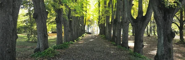 Callejón Entre Los Poderosos Tilos Verdes Luz Del Sol Fluye —  Fotos de Stock