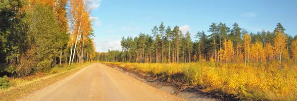 Yeşil tarlalardan ve altın yapraklı ağaçlardan (meşe, akçaağaç, huş ağacı) geçen köy yolu. Açık mavi gökyüzü. Sonbahar renkleri. Idyllic kırsal kesim. Mevsimler, sonbahar, doğa, eko-turizm, lojistik, mesafe