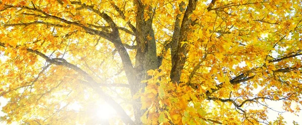 Renkli sarı, turuncu, altın yapraklı kudretli meşe ağacı güneşli bir günde açık mavi gökyüzüne karşı. Dalların arasından güneş ışınları, yumuşak güneş ışığı. Doğal desen, doku, arka plan. Sonbahar, mevsimler