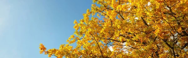 Mighty Oak Tree Colorful Yellow Orange Golden Leaves Clear Blue — Stock Photo, Image
