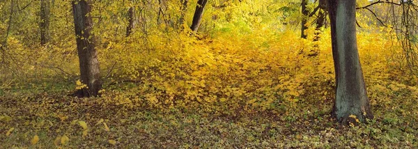 公園内の通路からの眺め カラフルな黄色とオレンジの葉の森の床 強大な黄金の落葉樹のクローズアップ バーチ メープル オーク 生態系 生態系 ヨーロッパの環境保全 — ストック写真