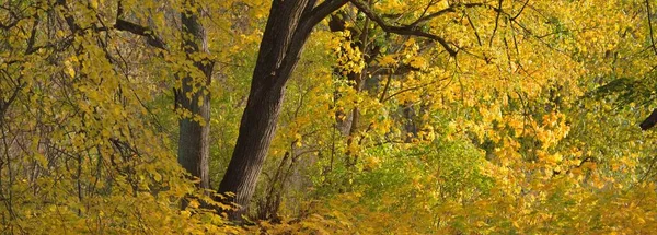 公園内の通路からの眺め カラフルな黄色とオレンジの葉の森の床 強大な黄金の落葉樹のクローズアップ バーチ メープル オーク 生態系 生態系 ヨーロッパの環境保全 — ストック写真