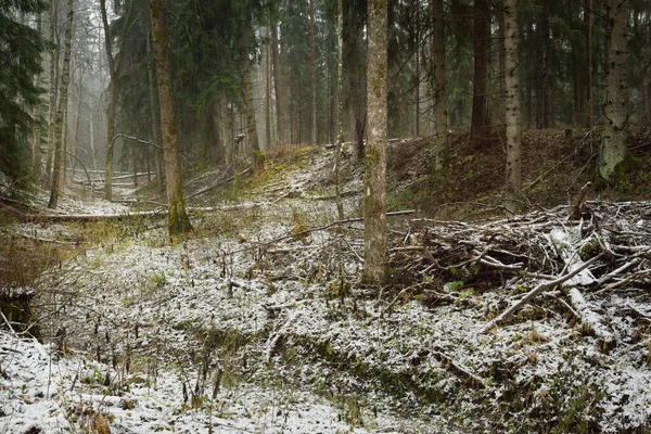 Pathway Snow Covered Overgrown Hill Majestic Evergreen Forest Mighty Pine — Stockfoto