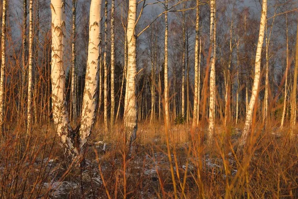 Gün batımında huş ağacı ormanı. Güçlü ağaçlar. İlk kar, kışın başında. Yumuşak güneş ışığı. Doğa, mevsimler, eko-turizm