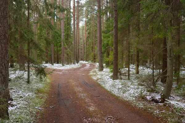 Görkemli karla kaplı Evergreen ormanının içinden geçen yol. Güçlü çam ve çam ağaçları. İlk kar, kışın başında. Doğa, mevsimler, eko-turizm