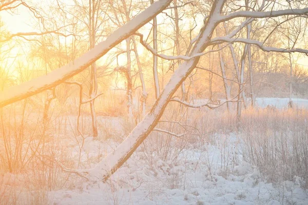 Atmospheric Landscape Snow Covered Evergreen Forest Sunrise Pure Golden Sunlight — ストック写真