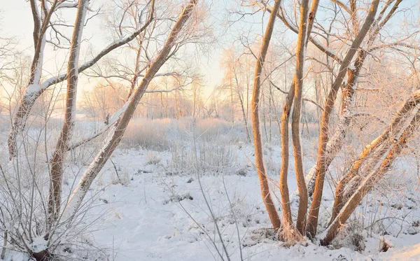 Paisaje Atmosférico Bosque Siempreverde Cubierto Nieve Amanecer Luz Dorada Pura — Foto de Stock