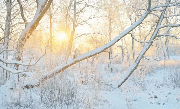 Atmospheric Landscape Snow Covered Evergreen Forest Sunrise Pure Golden Sunlight — Stockfoto