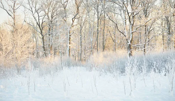 Ατμοσφαιρικό Τοπίο Του Χιονισμένου Αειθαλούς Δάσους Ξημέρωμα Καθαρό Χρυσό Φως — Φωτογραφία Αρχείου