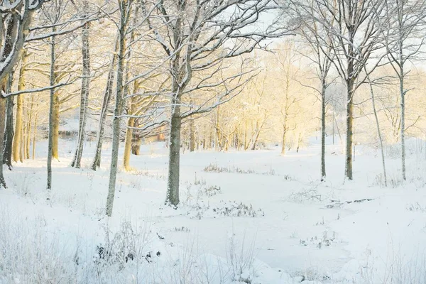 Güneş doğarken, karla kaplı, yemyeşil bir ormanın atmosferik manzarası. Saf altın güneş ışığı. Güçlü ağaçlar, ağaç kütükleri, kar tepeleri. Kış Harikalar Diyarı. Mevsimler, ekoloji, eko-turizm, Noel tatilleri