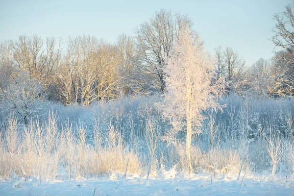 Kar fırtınasından sonra her yer karla kaplandı. Genç yaprak döken ağaçlar. Atmosferik manzara. Kış Harikalar Diyarı. Doğa, ormanların yok edilmesi, ormanların yeniden ağaçlandırılması, çevre, ekoloji