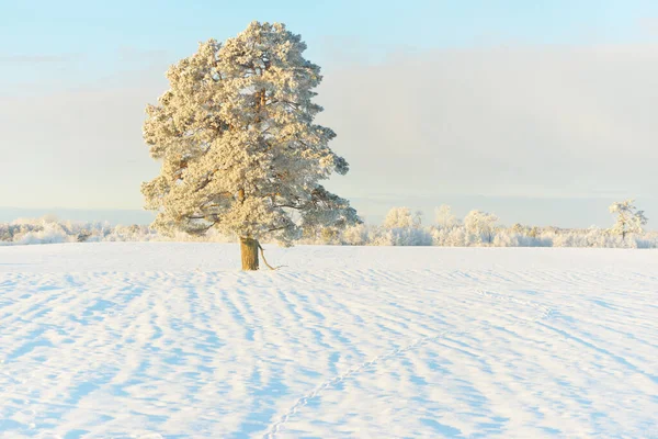 Güçlü çam ağaçları, karla kaplı tarlalar, taze karda insan izleri. Saf güneş ışığı. Kış Harikalar Diyarı. Ekoloji, eko-turizm, çevre koruma, noel tatilleri, kayak