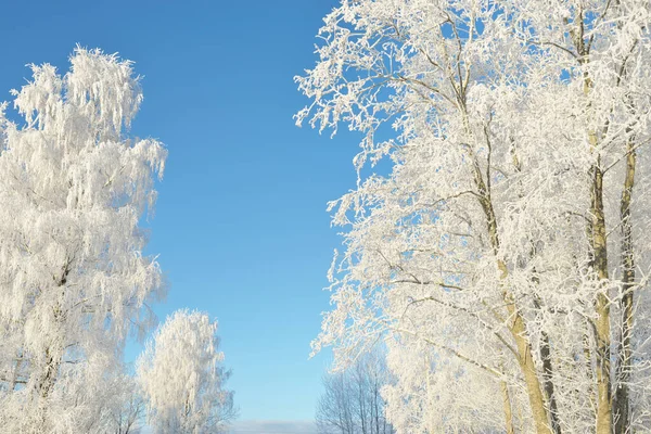 Karla kaplı ağaçlar, buzullar. Orman çayırı. Saf güneş ışığı, açık mavi gökyüzü. Kış Harikalar Diyarı. Ekoloji, eko turizm, çevre koruma
