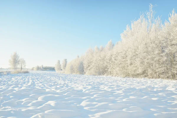 Karla kaplı ağaçlar, buzullar. Orman çayırı. Saf güneş ışığı, açık mavi gökyüzü. Kış Harikalar Diyarı. Ekoloji, eko turizm, çevre koruma