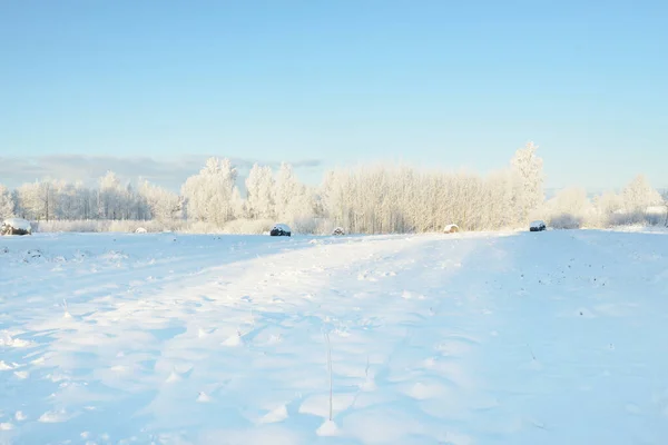 Met Sneeuw Bedekte Bomen Vorst Bosweide Puur Zonlicht Heldere Blauwe — Stockfoto