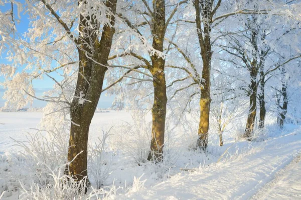 Güneşli bir günde karla kaplı orman parkına giden yol. Güçlü ağaçlar, don, yumuşak güneş ışığı. Kış Harikalar Diyarı. Idyllic manzara. Noel tatilleri, eko turizm, yürüyüş, kayak temaları