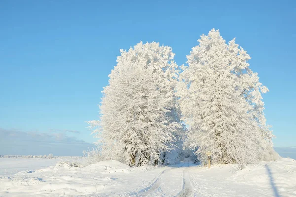 Güneşli bir günde karla kaplı orman parkına giden yol. Güçlü ağaçlar, don, yumuşak güneş ışığı. Kış Harikalar Diyarı. Idyllic manzara. Noel tatilleri, eko turizm, yürüyüş, kayak temaları