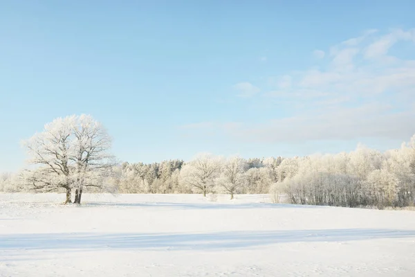 Forest Meadow Country Field Pure Sunlight Clear Blue Sky Winter — Stock fotografie