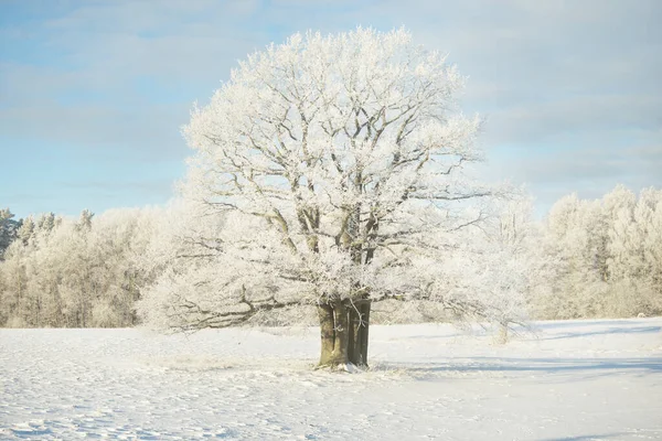 Mighty Oak Tree Snow Covered Field Human Tracks Fresh Snow — Stock fotografie