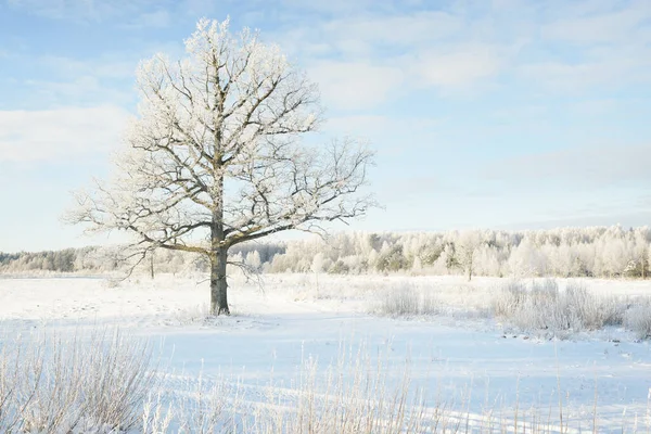 Kudretli meşe ağacı, karla kaplı tarla, taze karda insan izleri. Orman çayırı. Saf güneş ışığı. Kış Harikalar Diyarı. Ekoloji, eko turizm, çevre koruma, noel tatilleri, kayak
