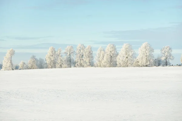 Forest Meadow Country Field Pure Sunlight Clear Blue Sky Winter — Stockfoto