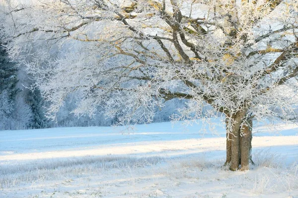 Kudretli meşe ağacı, karla kaplı tarla, taze karda insan izleri. Orman çayırı. Saf güneş ışığı. Kış Harikalar Diyarı. Ekoloji, eko turizm, çevre koruma, noel tatilleri, kayak