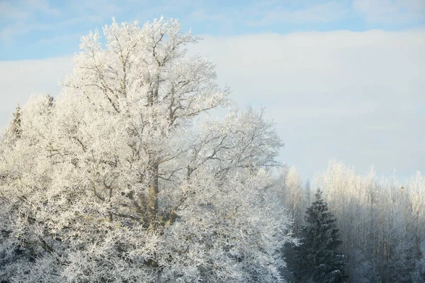 Machtige Eikenboom Bosweide Puur Zonlicht Heldere Blauwe Lucht Winter Wonderland — Stockfoto