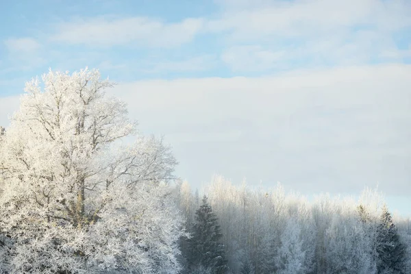 Mächtige Eiche Waldwiese Sonnenlicht Pur Strahlend Blauer Himmel Winterwunderland Ökologie — Stockfoto