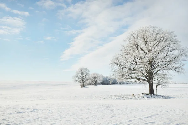 Kudretli meşe ağacı, karla kaplı tarla, taze karda insan izleri. Orman çayırı. Saf güneş ışığı. Kış Harikalar Diyarı. Ekoloji, eko turizm, çevre koruma, noel tatilleri, kayak