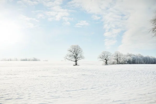 Machtige Eik Besneeuwd Veld Menselijke Sporen Verse Sneeuw Bosweide Puur — Stockfoto