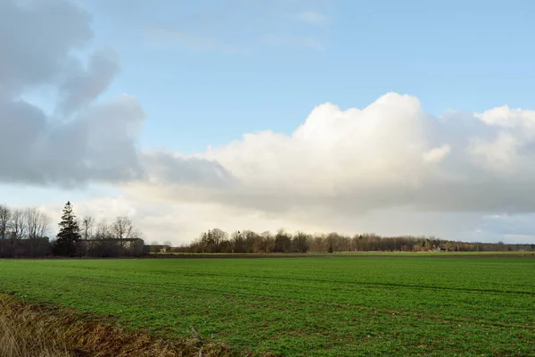 Green Plowed Agricultural Field Clear Spring Day Forest Background Dramatic — Photo