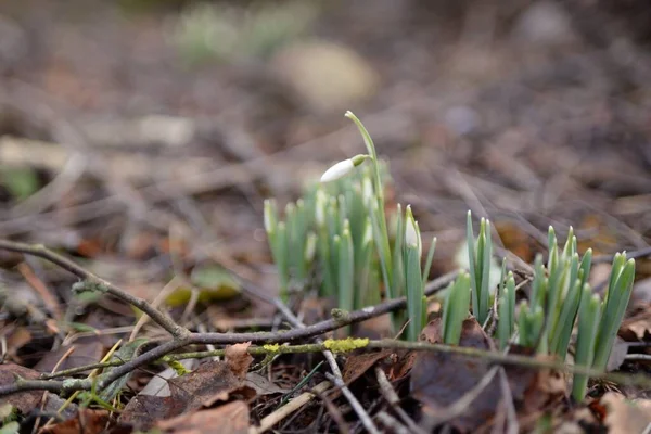 Ormanda küçük kır çiçekleri (Galanthus). Çiçek tomurcuğu. Kış sıcağı, Avrupa 'nın ilkbaharı. Saflığın, huzurun, sevincin sembolü. Başlangıç olarak, Paskalya konsepti. Doğa, çevre, ekoloji