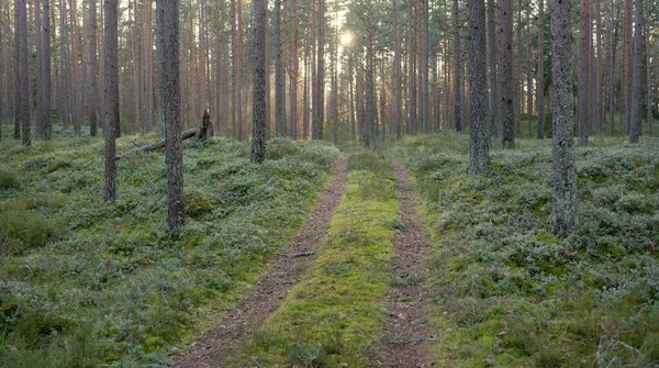 Görkemli Evergreen Ormanı 'ndan geçen yol. Güçlü çam ve çam ağaçları. Yumuşak günbatımı ışığı. Baharın başında. Saf doğa. Ekoloji, doğa yürüyüşü, sağlıklı yaşam tarzı kavramları