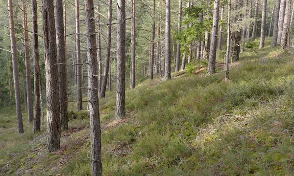 Görkemli Evergreen Ormanı. Güçlü çam ve çam ağaçları, yosun, eğrelti otu, bitkiler. Yumuşak güneş ışığı. Baharın başında. Saf doğa. Ekoloji, yürüyüş, temiz hava, sağlıklı yaşam tarzı kavramları.