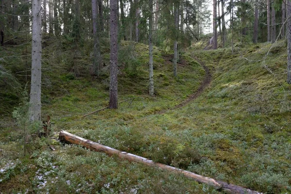 Görkemli Evergreen Ormanı. Güçlü çam ve çam ağaçları, yosun, eğrelti otu, bitkiler. Yumuşak güneş ışığı. Baharın başında. Saf doğa. Ekoloji, yürüyüş, temiz hava, sağlıklı yaşam tarzı kavramları.