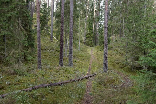 Görkemli Evergreen Ormanı. Güçlü çam ve çam ağaçları, yosun, eğrelti otu, bitkiler. Yumuşak güneş ışığı. Baharın başında. Saf doğa. Ekoloji, yürüyüş, temiz hava, sağlıklı yaşam tarzı kavramları.