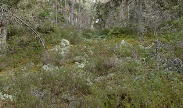 Görkemli Evergreen Ormanı. Güçlü çam ve çam ağaçları, yosun, eğrelti otu, bitkiler. Yumuşak güneş ışığı. Baharın başında. Saf doğa. Ekoloji, yürüyüş, temiz hava, sağlıklı yaşam tarzı kavramları.