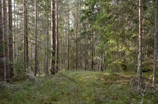Görkemli Evergreen Ormanı. Güçlü çam ve çam ağaçları, yosun, eğrelti otu, bitkiler. Yumuşak güneş ışığı. Baharın başında. Saf doğa. Ekoloji, yürüyüş, temiz hava, sağlıklı yaşam tarzı kavramları.