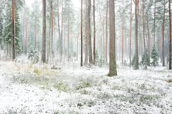 Ośnieżony Las Sosnowy Śnieżyca Potężne Wiecznie Zielone Drzewa Bliska Ciemny — Zdjęcie stockowe