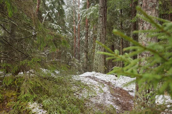 Görkemli yeşil bir ormanda karla kaplı tepeler, güçlü çam ve çam ağaçları, ağaç kütükleri, yosunlar, bitkiler. Atmosferik kış sahnesi. Doğa, eko-turizm, yürüyüş. Hava görünümü