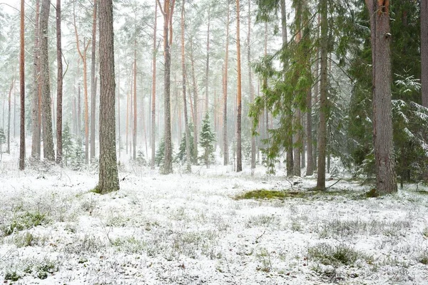 Snow Covered Pine Tree Forest Blizzard Mighty Evergreen Trees Close — Foto de Stock