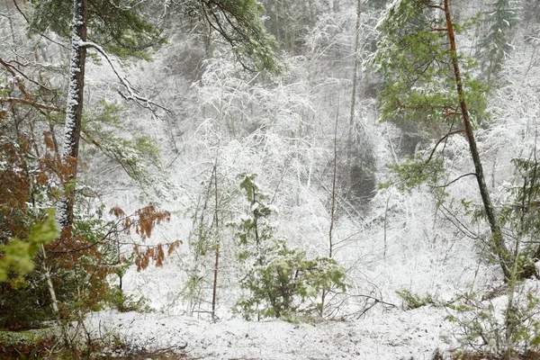 Pokryte Śniegiem Porośnięte Wzgórza Majestatycznym Wiecznie Zielonym Lesie Potężne Sosny — Zdjęcie stockowe